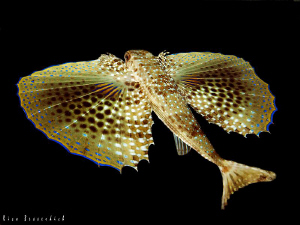 Flying Gurnard. CANON 40D with Sigma 10-20mm. Mediterenea... by Rico Besserdich 